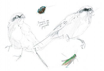 Ce chorthippus biguttulus, en-bas à droite, capturé par une pie-grièche, sera digéré et sa carapace externe rejetée dans une pelote de réjection (en-haut). / © Benoît Perrotin