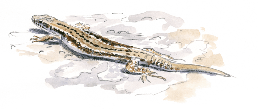 Ce lézard a déjà dû sacrifier sa queue face à un danger. La nouvelle est de couleur uniforme, plus rigide et plus courte. Dessin nature lézard