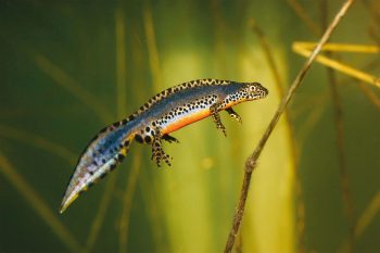 Ce triton a rejoint l'eau avec sa combinaison de plongée flambant neuve. Ce triton a rejoint l'eau avec sa combinaison de plongée flambant neuve.