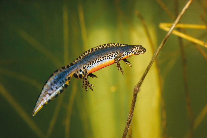 photo triton alpestre