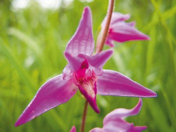 Céphalanthère rose / © Benoît Renevey