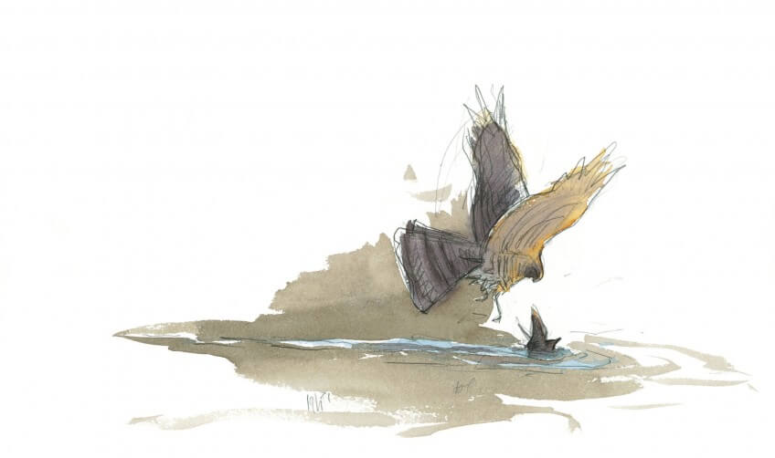 Cet épervier vient de frapper l'étourneau, tombé à l'eau. Dessin épervier