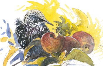 Cet étourneau mange une pomme Cet étourneau mange une pomme