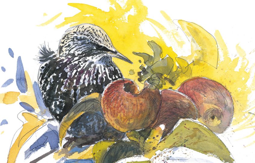 Dessin étourneau sansonnet qui mange une pomme