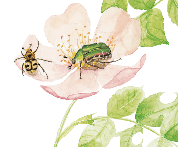 Cétoine dorée à droite, trichie à bandes à gauche Insectes visiteurs des rosiers dessin nature