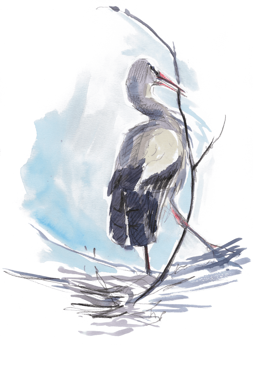 Des cigognes dans la ville de Besançon