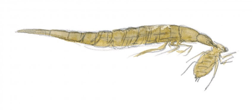 Cette larve de dytique tient entre ses mandibules une larve de libellule. Dessin larve dytique