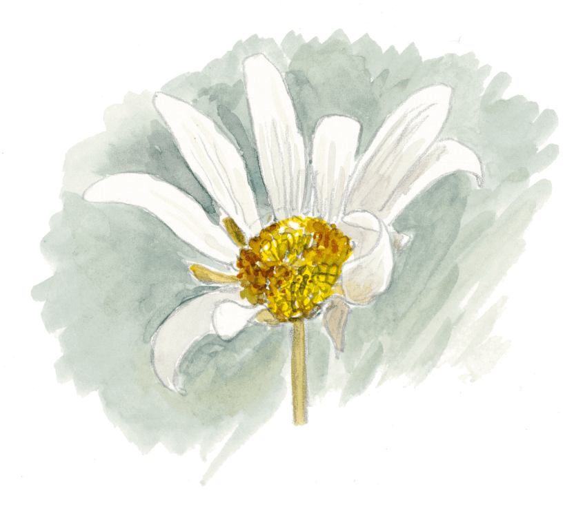 Cette marguerite commence à se faner. Les insectes et la marguerite dessin nature