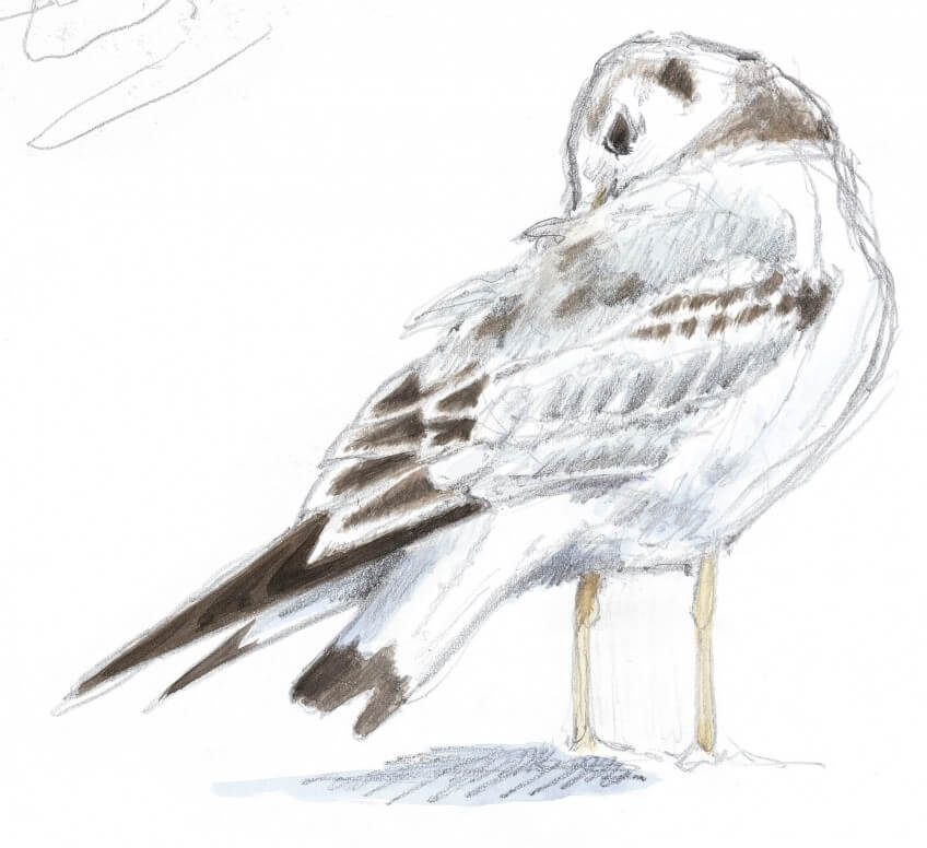 Dessin nature mouette rieuse