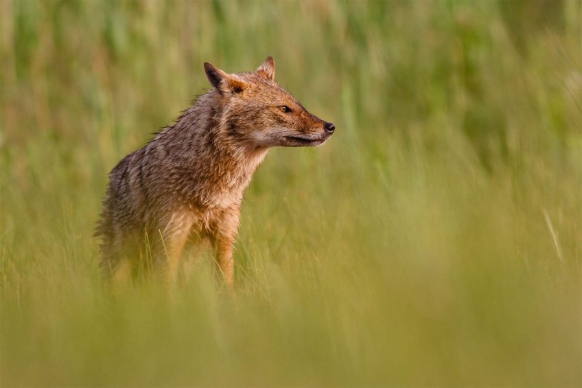 Le chacal doré a passé la frontière suisse