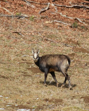 Chamois / © Jean-Philippe Paul