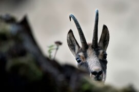 Chamois aux aguets / © Neil Villard