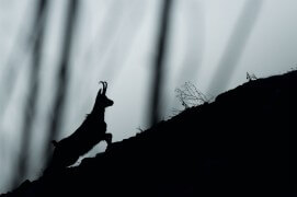 Chamois en fuite / © Neil Villard