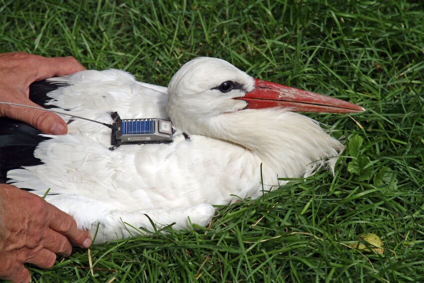 Changement de balise pour Max, en juillet 2007. A quand un franc retour de la cigogne en Suisse romande ?