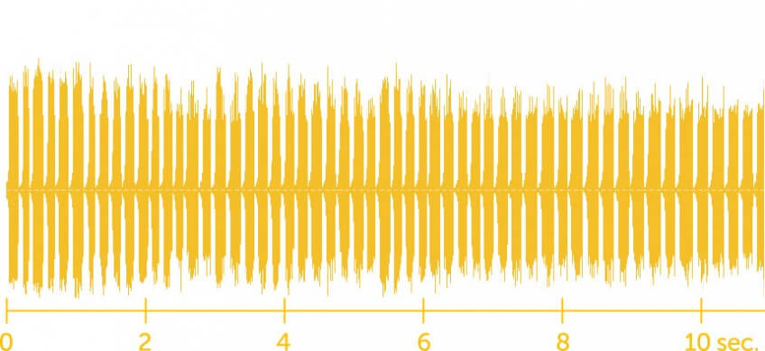 Chant d'une cigale visionné sur ordinateur