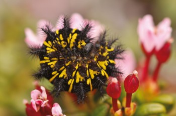 Chenille du damier de l'alchémille et azalées naines / © Karine Poitrineau