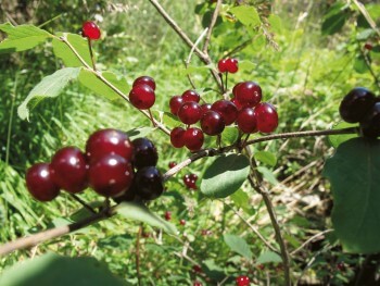 Chèvrefeuille des haies / © Fleur Daugey