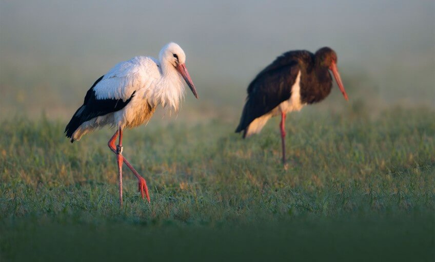 Cigogne blanche (premier plan) et cigogne noire sont comme le yin et le yang.