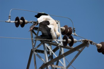 Cigogne morte par électrocution sur une ligne à haute tension. Histoires de cigognes