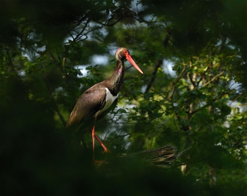 Cigogne noire Cigognes, les échassiers yin et yang