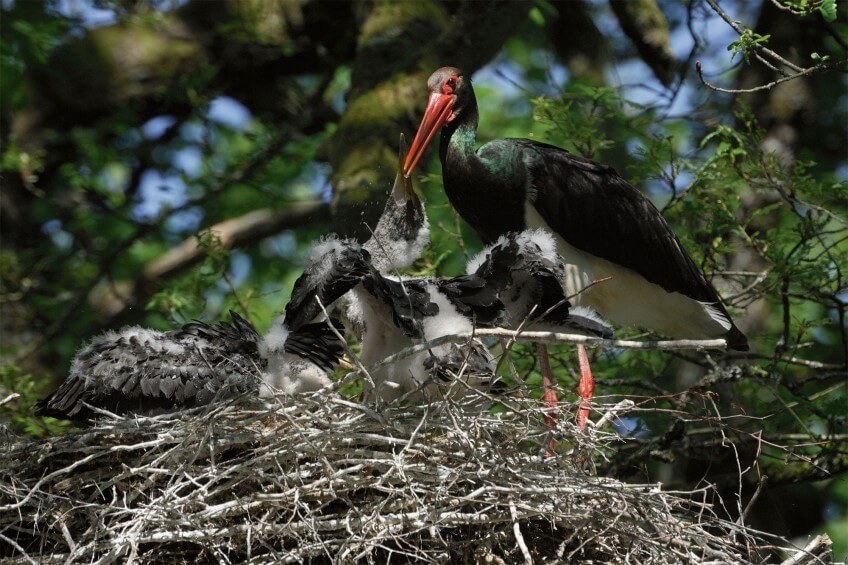 Cigogne noire en train de nourrir ses poussins. Face au donjon de la cigogne noire