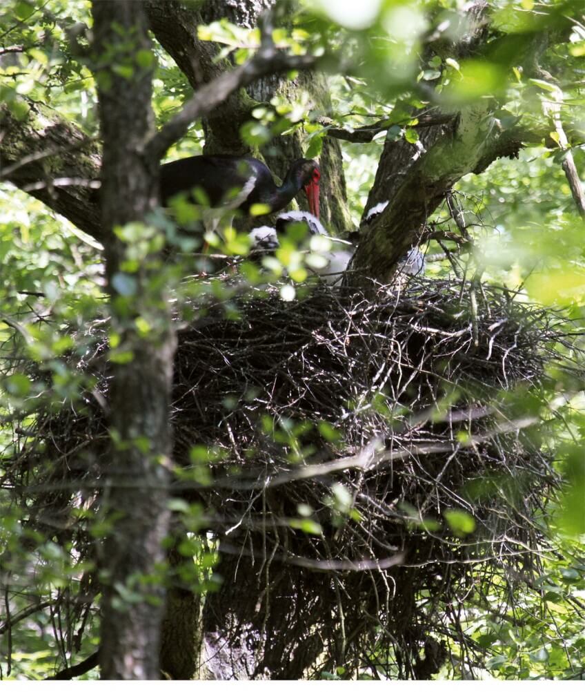 Cigogne noire en train de nourrir ses poussins. Face au donjon de la cigogne noire