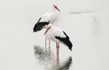 Cigognes blanches Cigognes blanches