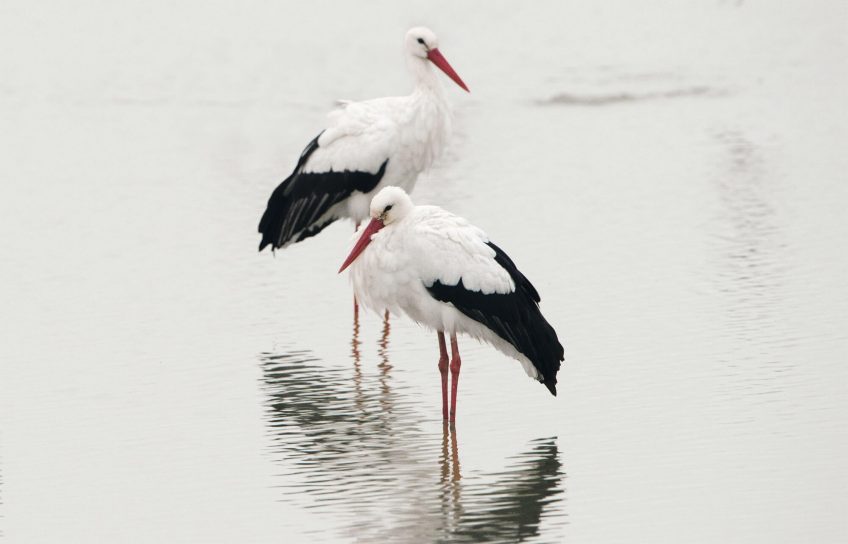 Cigognes, les échassiers yin et yang