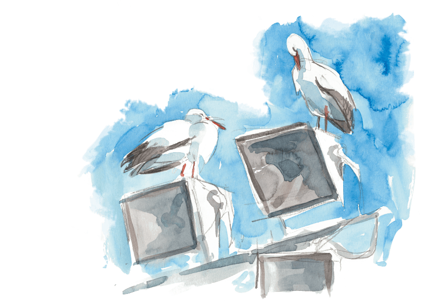 Des cigognes dans la ville de Besançon