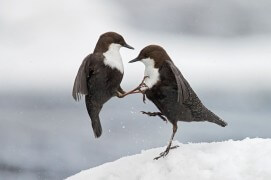 Cincles plongeurs / © Markus Varesvuo