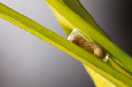Cinq jours après la ponte. / © Gilbert Hayoz