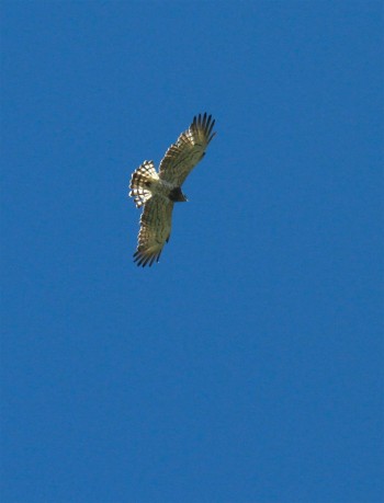 Circaète Jean-le-Blanc / © Jean-Philippe Paul