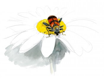 Clairon des ruches Les insectes et la marguerite dessin nature