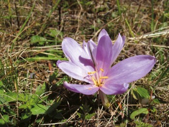 Colchique d'automne / © Fleur Daugey