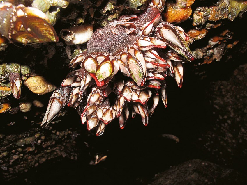 Colonie de pouces-pieds photo