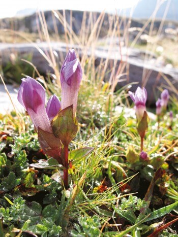 Photo de gentiane champêtre