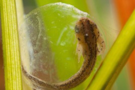 Contrairement aux œufs des grenouilles exposés au soleil et pigmentés à la mélanine, ceux des tritons sont translucides. On peut ainsi suivre au jour le jour le développement des embryons à un rythme déterminé par la température de l'eau. Ici: quinze jours après la ponte. / © Gilbert Hayoz
