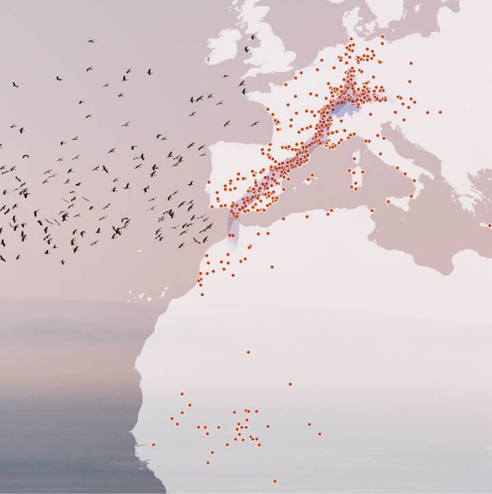 Contrôles de bagues de cigognes nées en Suisse A quand un franc retour de la cigogne en Suisse romande ?