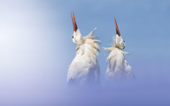 Couple de cigognes en parade. Les deux partenaires claquent du bec en renversant leur tête en arrière. Couple de cigognes en parade. Les deux partenaires claquent du bec en renversant leur tête en arrière.