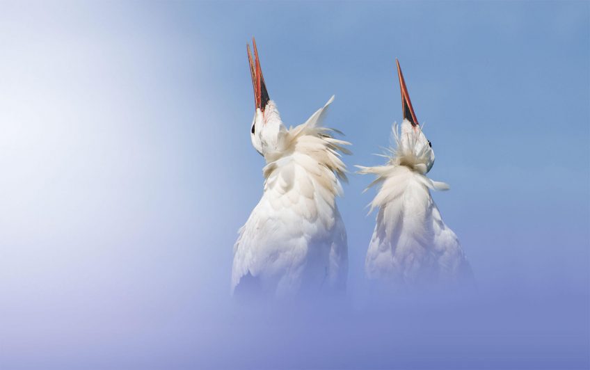 A quand un franc retour de la cigogne en Suisse romande ?