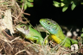 Couple de lézards verts / © Jean-Philippe Paul