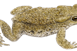 Crapaud commun / © Jean Chevallier