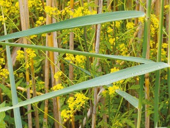 Cresson des marais dans les roseaux / © Benoît Renevey