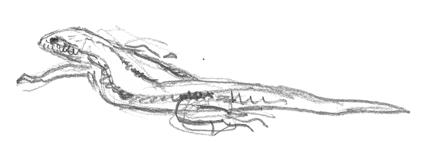 Croquis de lézard des murailles. Dessin nature lézard