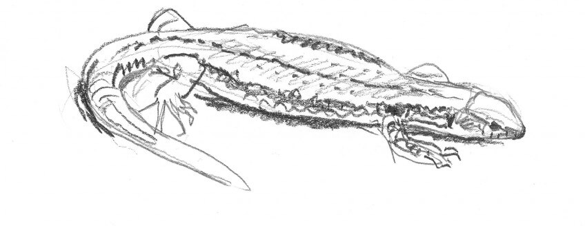 Croquis de lézard des murailles. Dessin nature lézard