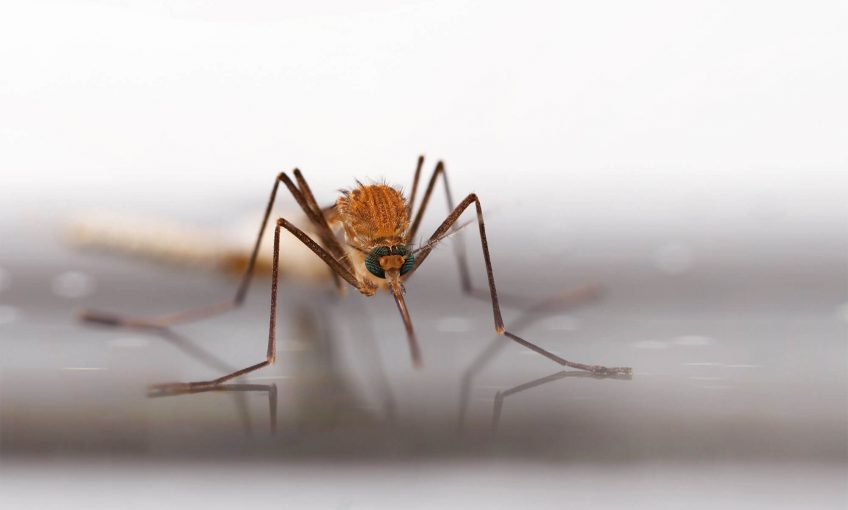 Culex pipiens, un moustique très commun