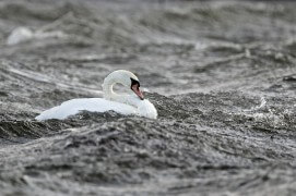 Cygne tuberculé / © Kathrin Habenicht