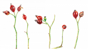 Cynorrhodons ou "gratte-culs", fruits de l'églantier Cynorrhodons ou "gratte-culs", fruits de l'églantier