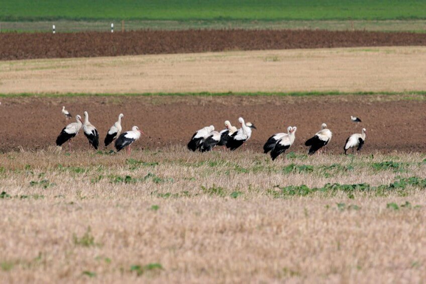 Dans les labours de l’agriculture intensive, la cigogne blanche n’a souvent plus que des vers de terre à se mettre sous le bec. Sur le Plateau suisse, les jeunes poussins sont parfois nourris exclusivement de lombrics, maigre pitance pour un oiseau au menu très diversifié. Les parents s’épuisent alors à de grands déplacements pour trouver de quoi nourrir leur nichée. Dans 40% des cas, la mort des poussins serait due à la faim. A quand un franc retour de la cigogne en Suisse romande ?
