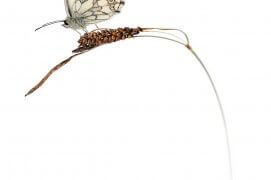 Demi-deuil (Melanargia galathea) - « J'ai placé ce très répandu demi-deuil sur une herbe non moins commune. Elle n'a rien de bien particulier et c'est ce qui m'a plu. Je la trouvais graphique et élégante. » / © Stéphane Hette